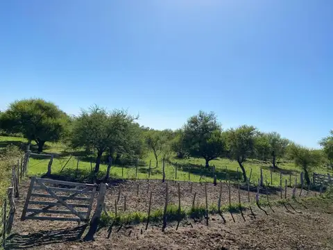 Campo en Venta Agrícola