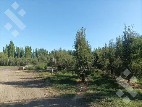 Venta Chacra 10 has - Cinco Saltos - Río Negro