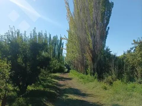 Venta Chacra 10 has - Cinco Saltos - Río Negro