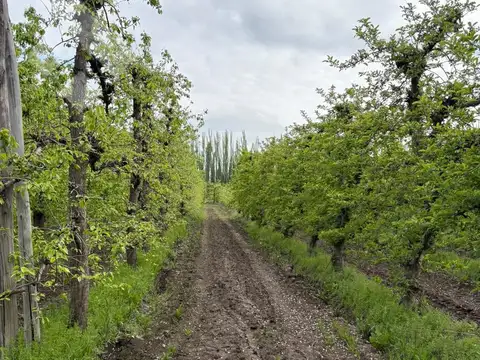 Venta Chacra 10 has - Cinco Saltos - Río Negro