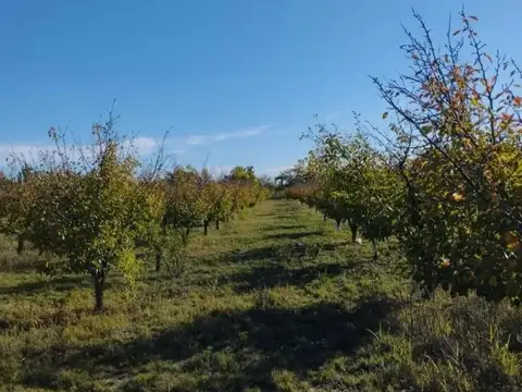 VENTA  CAMPO 10 HECTAREAS EN BOWEN GENERAL ALVEAR MENDOZA