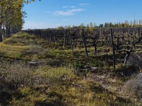 VENTA  CAMPO 10 HECTAREAS EN BOWEN GENERAL ALVEAR MENDOZA