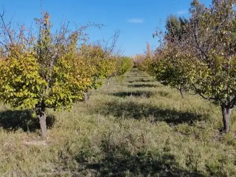 VENTA  CAMPO 10 HECTAREAS EN BOWEN GENERAL ALVEAR MENDOZA