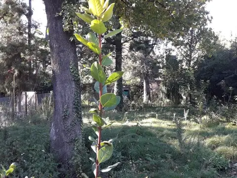 Terreno en Venta 15  mts Frente