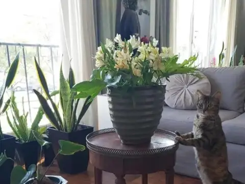 Departamento 3 ambientes con 1 baño