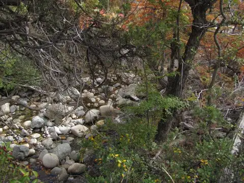 Cholila