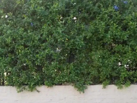 G Argerich 2000