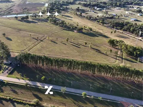 Los Pinos 100