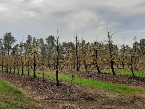 VENTA CHACRA, CAMPO PRODUCTIVO PROX. ATLANTIDA, PERAS Y LIMO