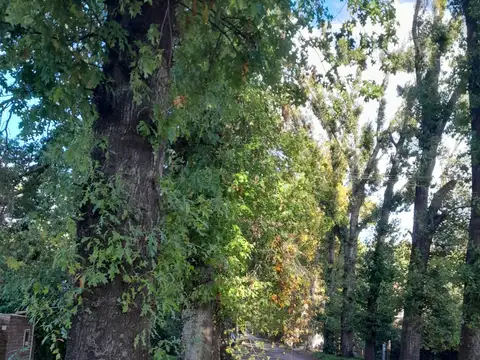 Juan Manuel Blanes 2400