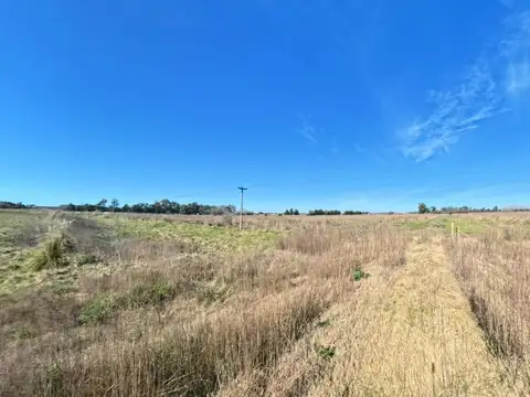 Campo en Venta Agrícola