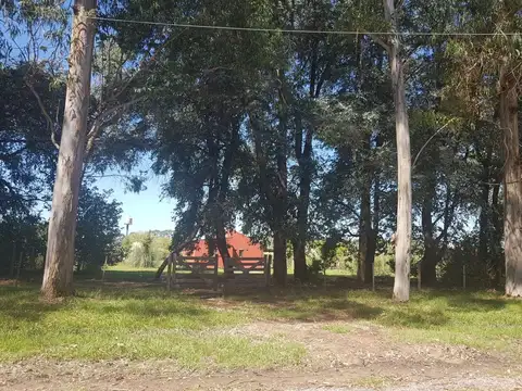 Carlos de Linneo 5000