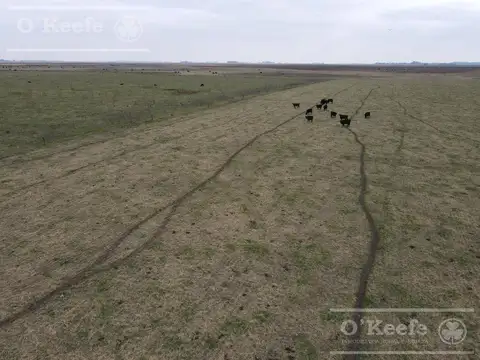 Dolores 210 has. Campo Mixto en Venta. Excelente unidad productiva.