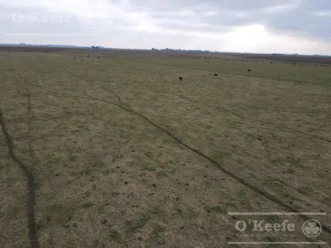 Dolores 210 has. Campo Mixto en Venta. Excelente unidad productiva.