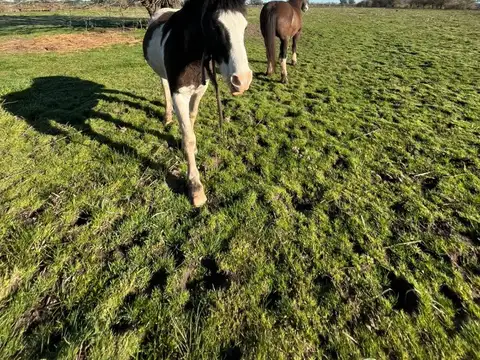 Terreno en Venta de 15000,0 m2