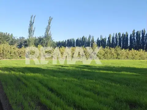 CHACRA EN VENTA DE 2,5 HECTÁREAS EN CIPOLLETTI