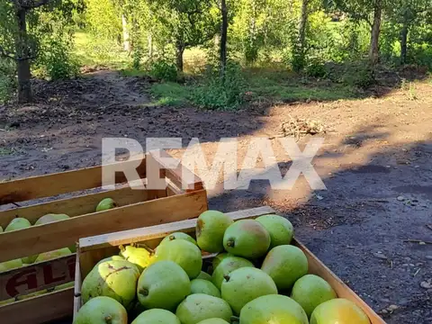 CHACRA EN VENTA DE 2,5 HECTÁREAS EN CIPOLLETTI