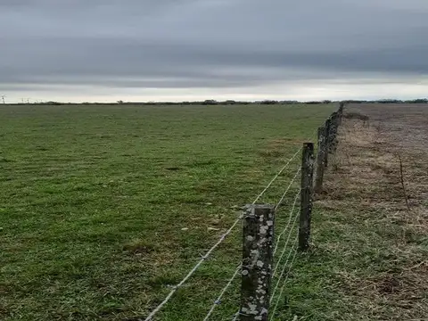 Campo 46 hect. Ganadero pasturas Villa Gr.Savio Est.Sanchez