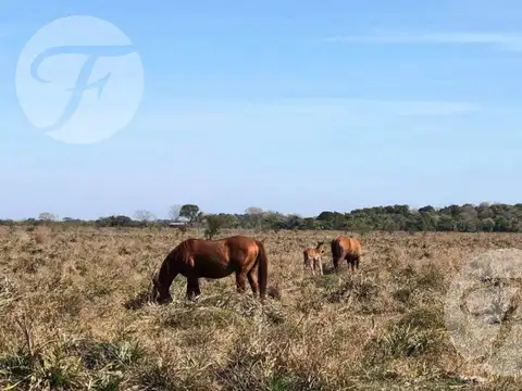 Corrientes I Campo 4168 ha