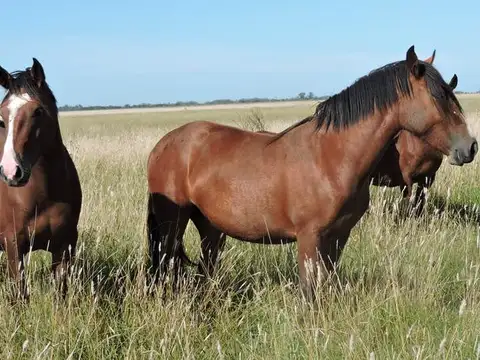 Campo en venta 690 Has en San Vicente - Mixtas