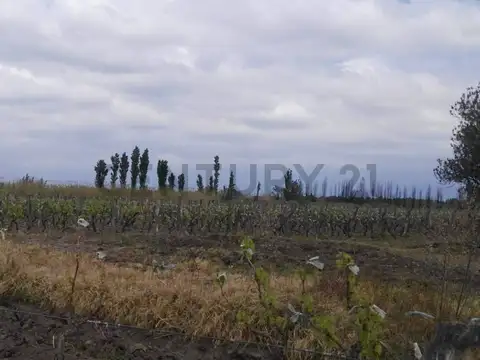 El Vergel