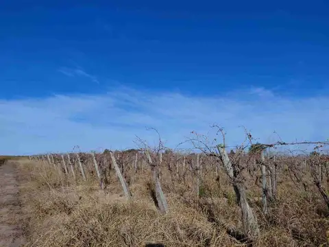 Venta Finca 5,9 Ha N. Californ. San Martin Mendoza