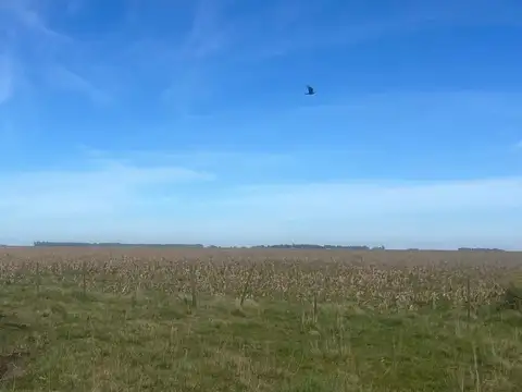 Campo en venta en San Cayetano, Provincia de Buenos Aires