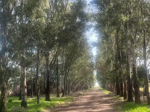 Partido de San Cayetano