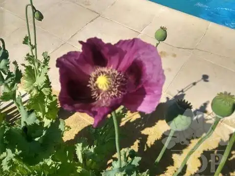Casa en Alquiler Temporal de 2 dormitorios