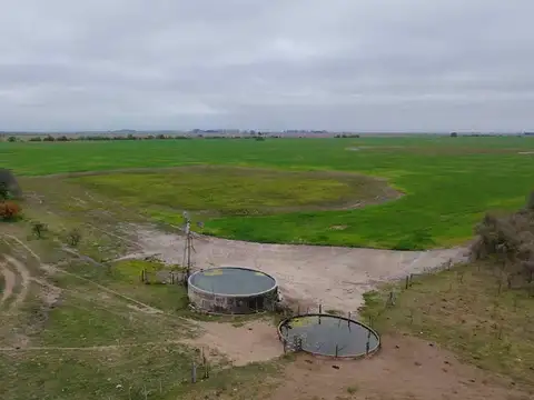 Venta campo 323 has mixtas entre nelson y llambi