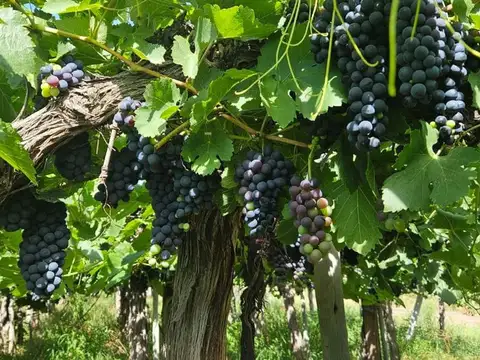 Finca en Venta – Gustavo André, Lavalle, Mendoza