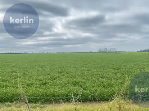 Campo Zona Norte - 164 HA Agricolas - San Nicolas De Los Arroyos