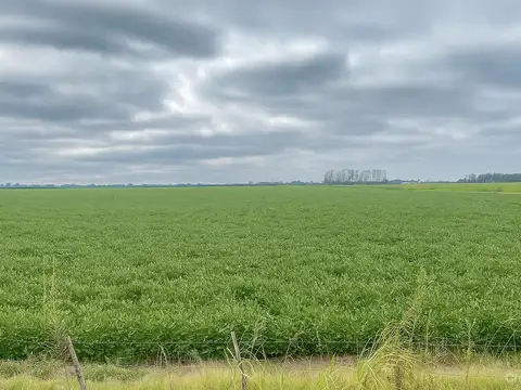 Campo Zona Norte - 164 HA Agricolas - San Nicolas De Los Arroyos