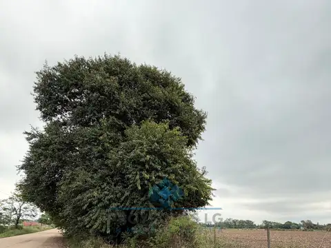 VENTA | 4 HECTÁREAS | COLONIA CAROYA