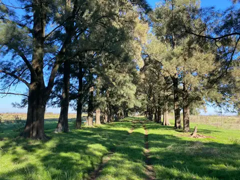 Campo de 52,6 has en venta cercano a plomer - Gral Las Heras