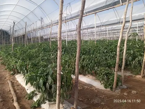 Chacra, OPORTUNIDAD ÚNICA Emprendimiento  productivo comercial