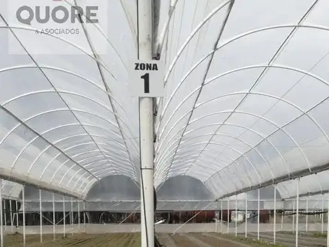 VENTA de Chacra 9 hectáreas, productiva comercial con invernaderos