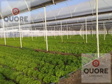 VENTA de Chacra 9 hectáreas, productiva comercial con invernaderos