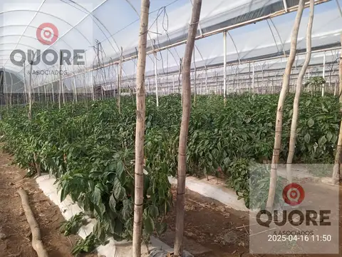 Chacra, OPORTUNIDAD ÚNICA Emprendimiento  productivo comercial