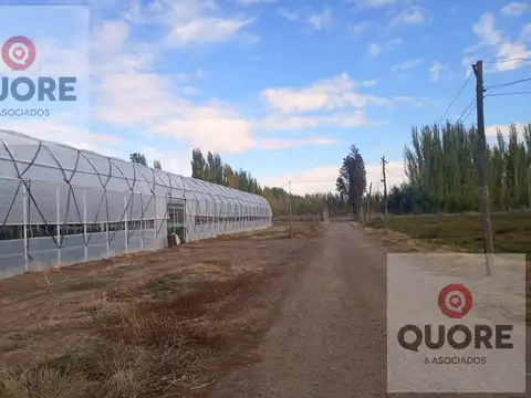 VENTA de Chacra 9 hectáreas, productiva comercial con invernaderos
