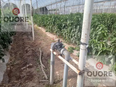 VENTA de Chacra 9 hectáreas, productiva comercial con invernaderos