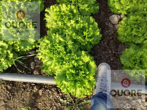 Chacra, OPORTUNIDAD ÚNICA Emprendimiento  productivo comercial