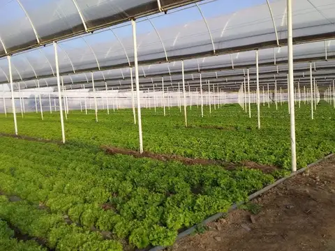 VENTA de Chacra 9 hectáreas, productiva comercial con invernaderos
