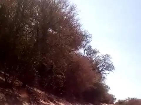 Campo 1000 Ha Depto. Rivadavia Salta