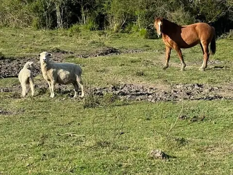 Campo en Venta de 900  ha
