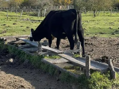 Campo en Venta Ganadero