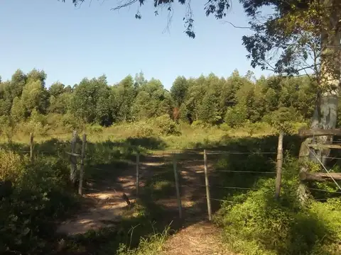 VENDO MAGNIFICO CAMPO DE 267 HECTÁREAS MUY CERCA DEL CENTRO