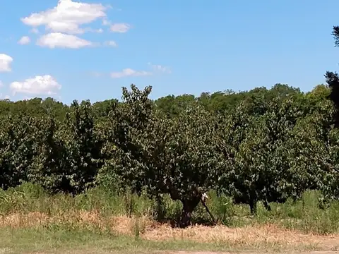 Galpón en alquiler  (San Pedro BA)
