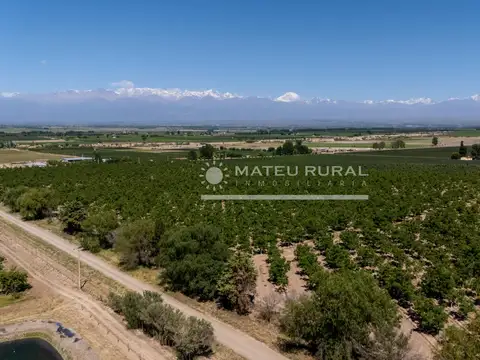 Finca en Tupungato