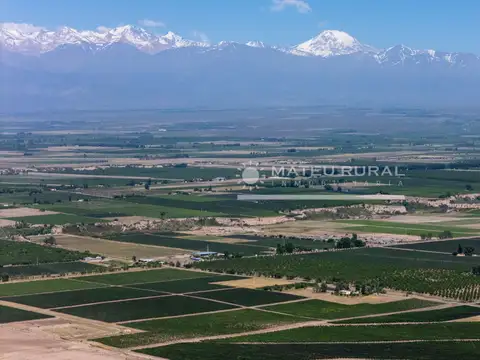 Campo en Venta Frutícola